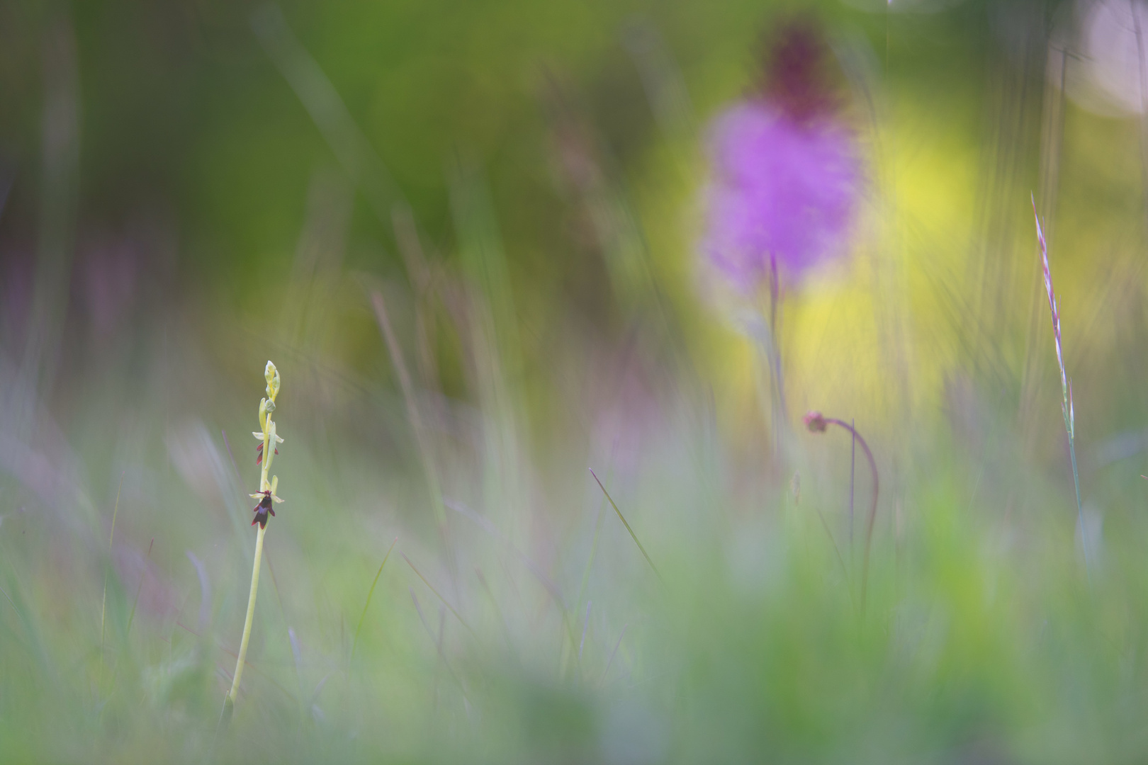 Fliegenragwurz (Ophrys insectifera)