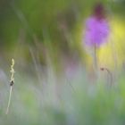 Fliegenragwurz (Ophrys insectifera)