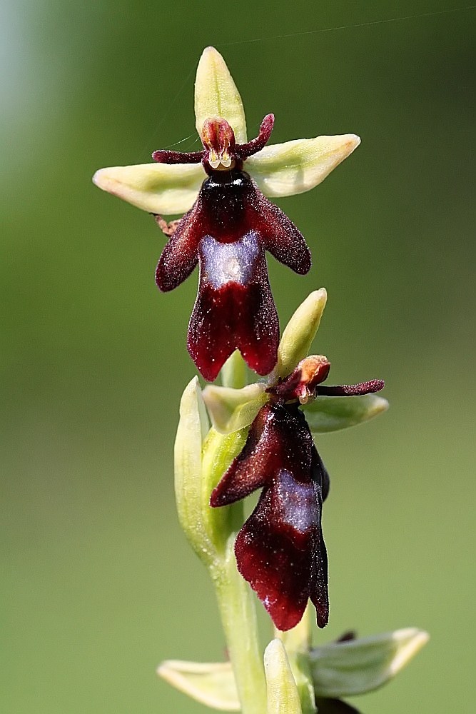 Fliegenragwurz (Ophrys insectifera)...