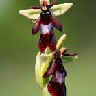 Fliegenragwurz (Ophrys insectifera)...