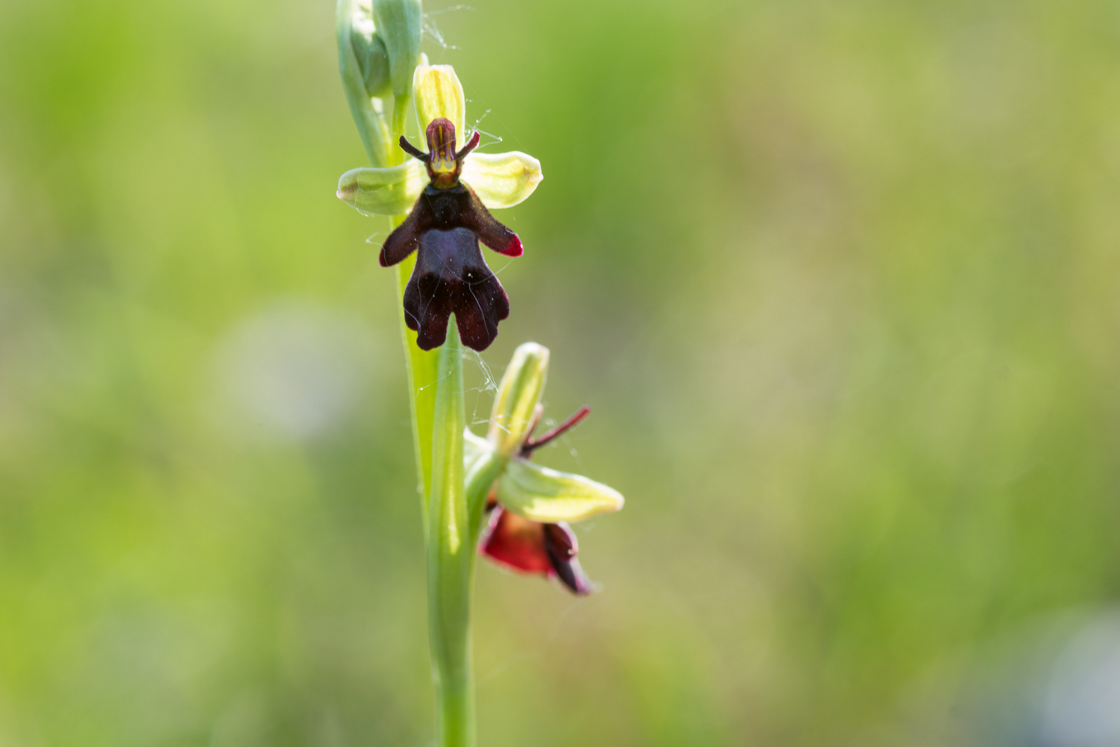 Fliegenragwurz - Ophrys insectifera