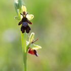 Fliegenragwurz - Ophrys insectifera