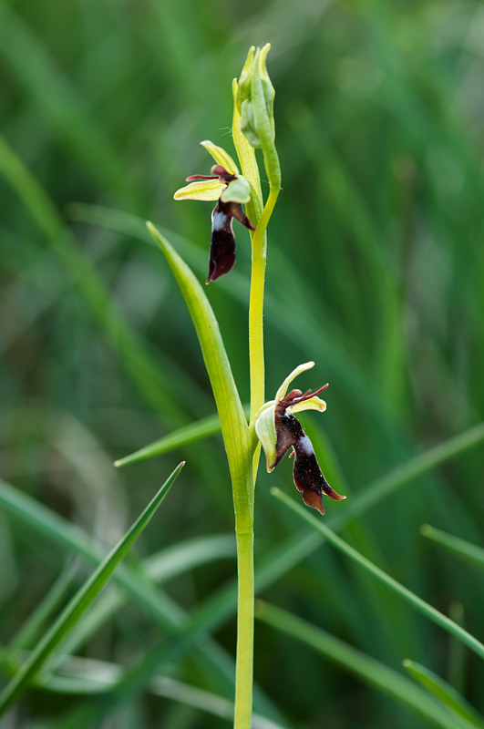 Fliegenragwurz - Ophrys insectifera