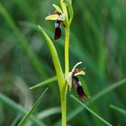 Fliegenragwurz - Ophrys insectifera