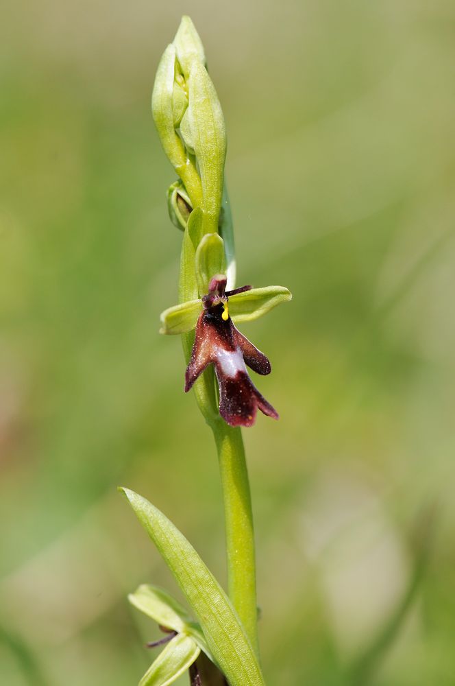 Fliegenragwurz - Ophrys insectifera