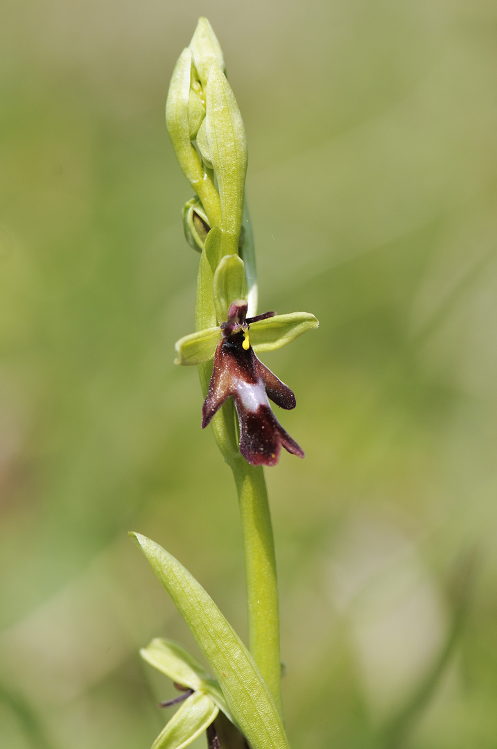 Fliegenragwurz - Ophrys insectifera