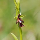 Fliegenragwurz - Ophrys insectifera