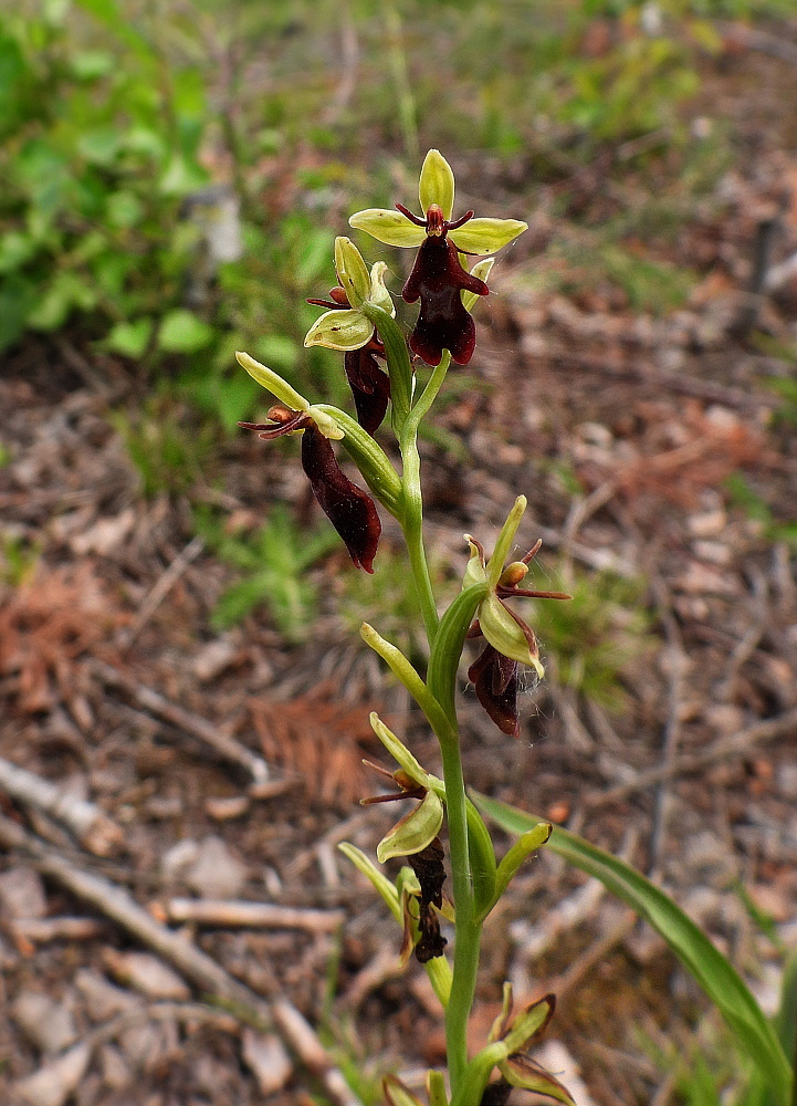 Fliegenragwurz (Orphys insectifera)