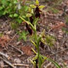 Fliegenragwurz (Orphys insectifera)