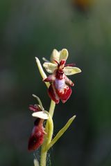 Fliegenragwurz(Ophrys insectifera) Missbildung der Lippe Göttingen 22.5.09