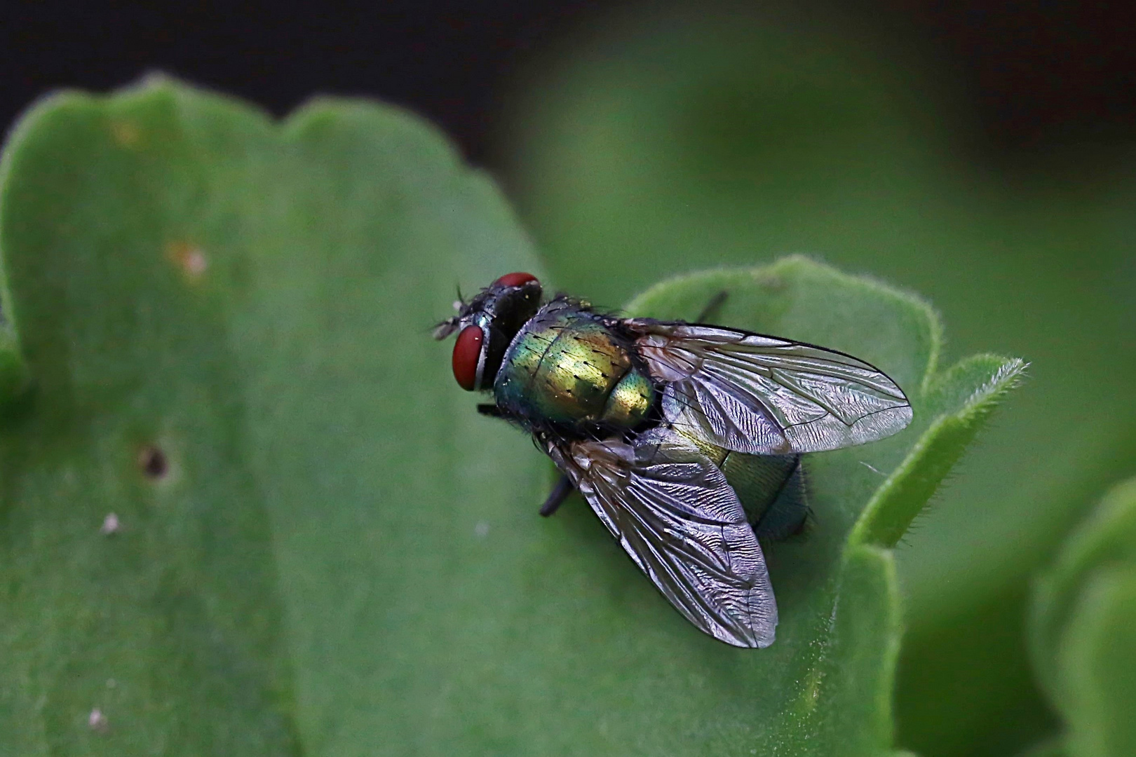 Fliegenrastplatz