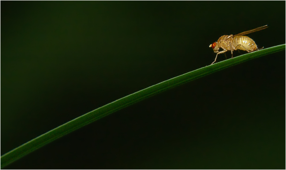 Fliegenrutsche