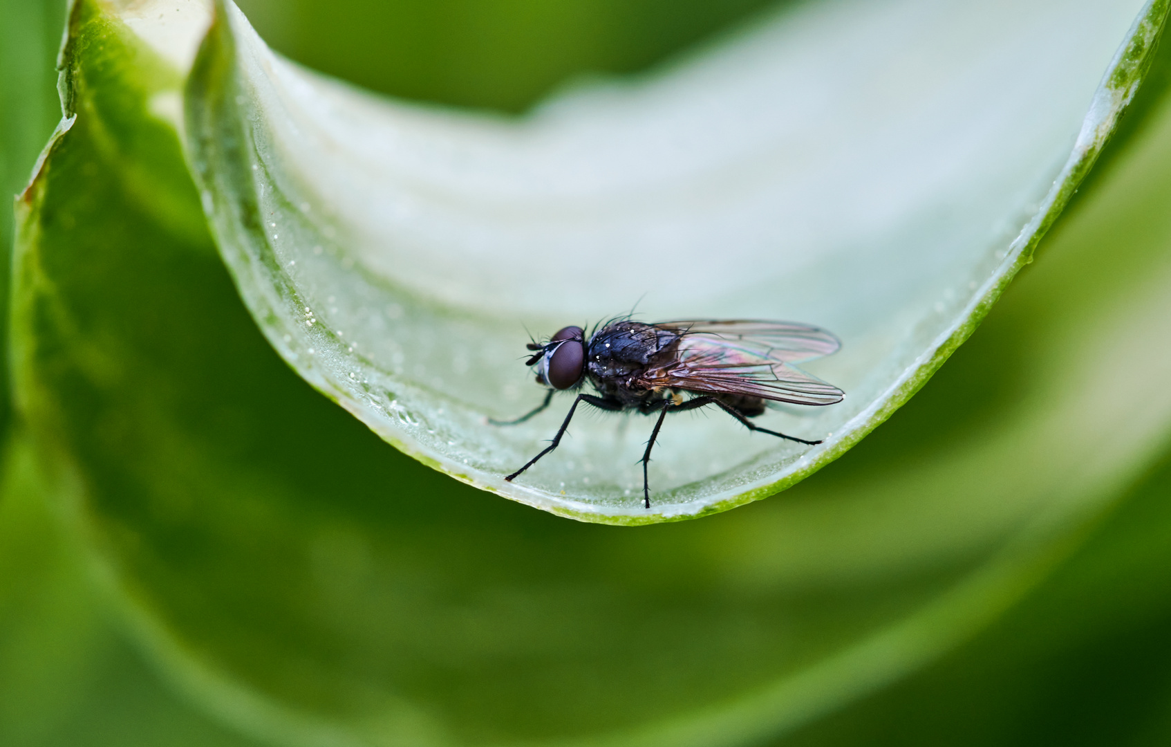 Fliegenschaukel