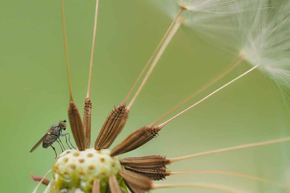 Fliegenschirm