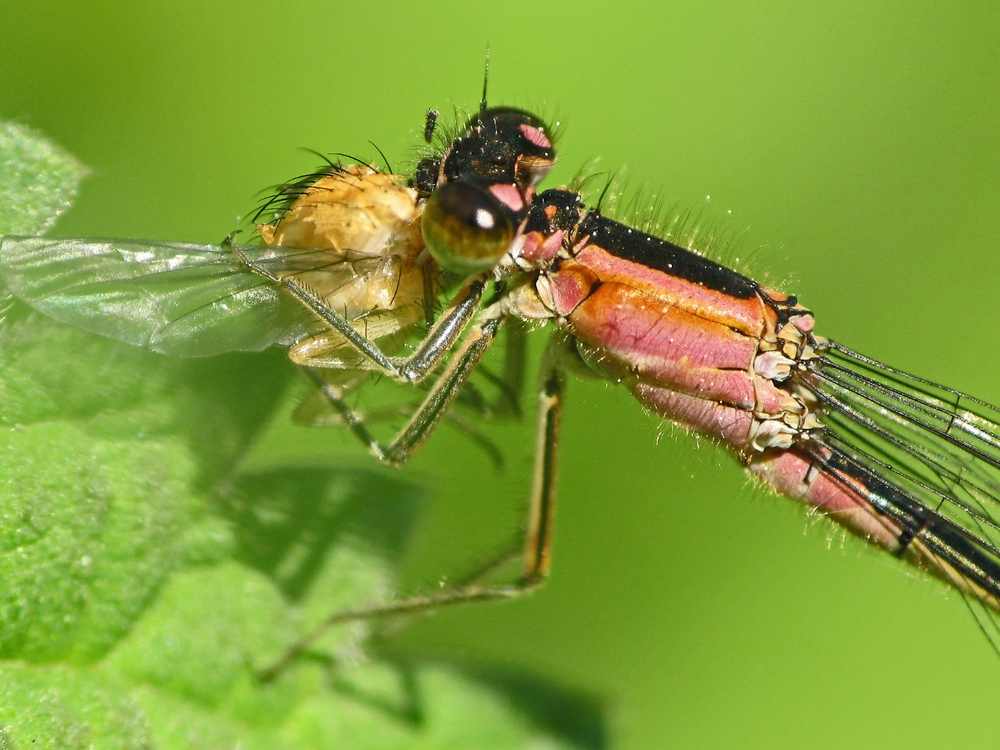 Fliegenschmaus