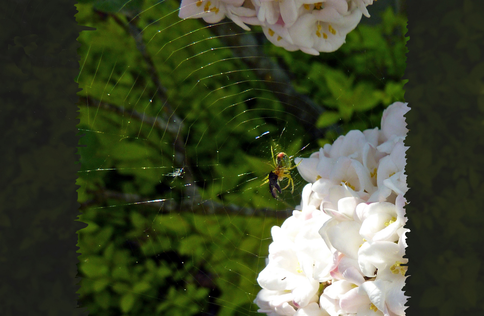 Fliegenschmaus einer Spinne bei Schneeballen