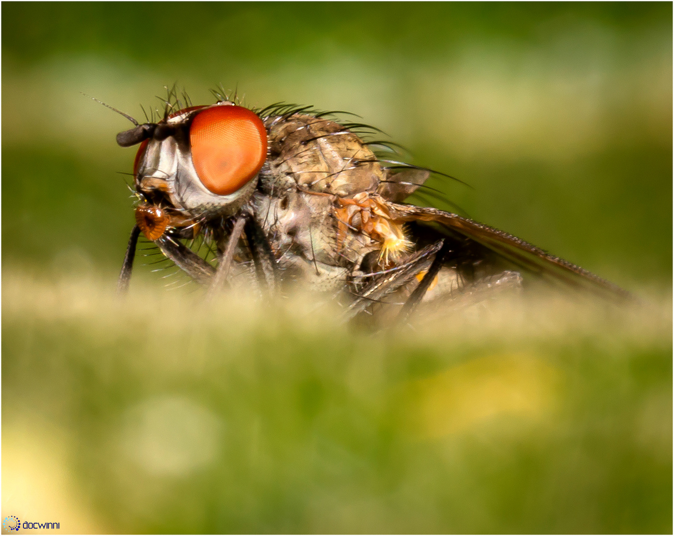 Fliegenschmollmund