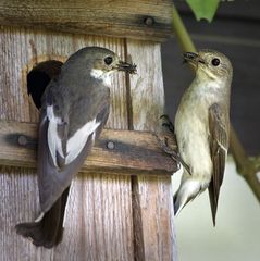 Fliegenschnäpper