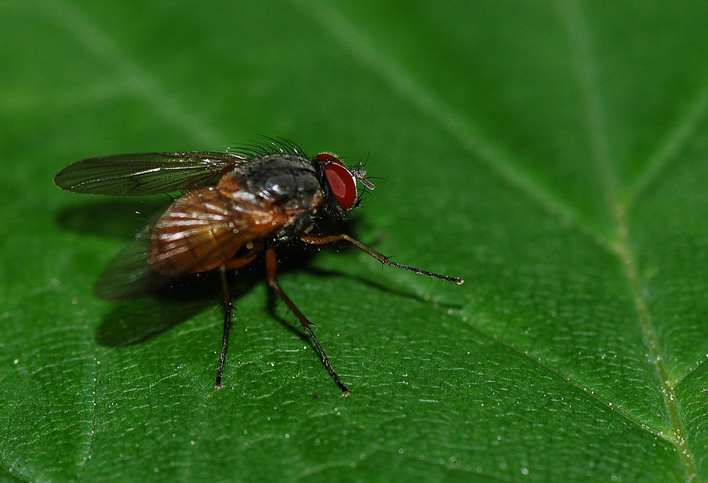 Fliegenspaziergang