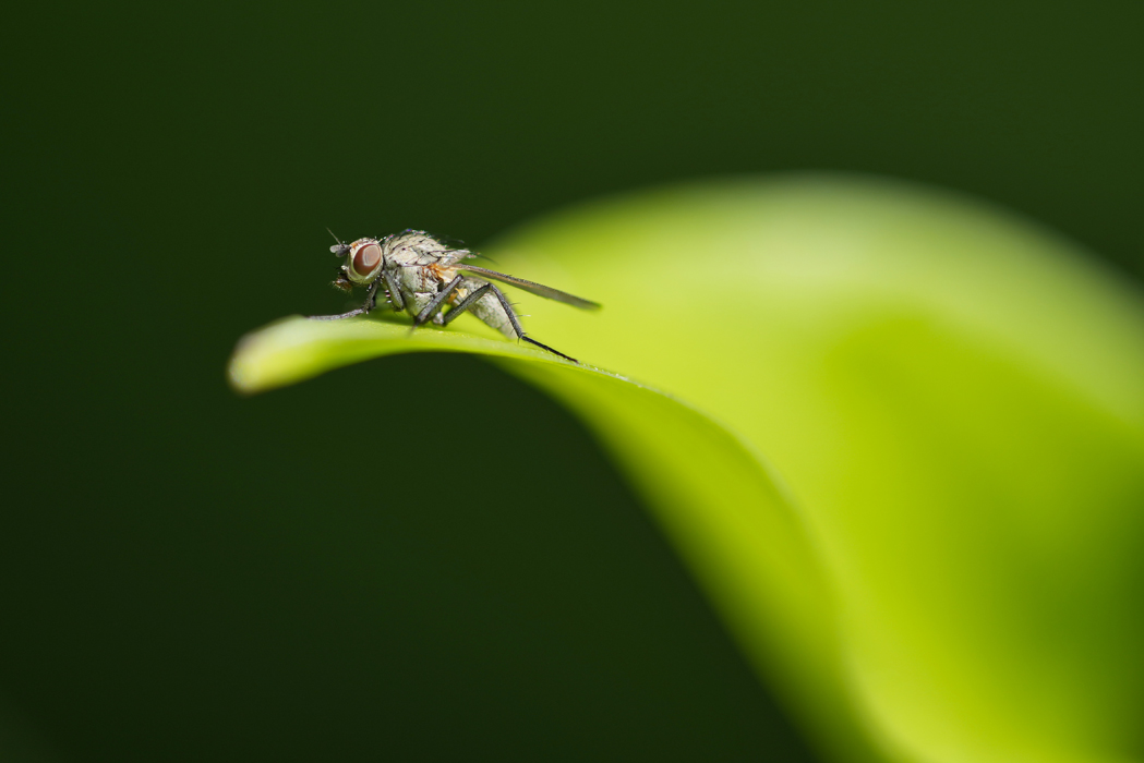 Fliegenspezies