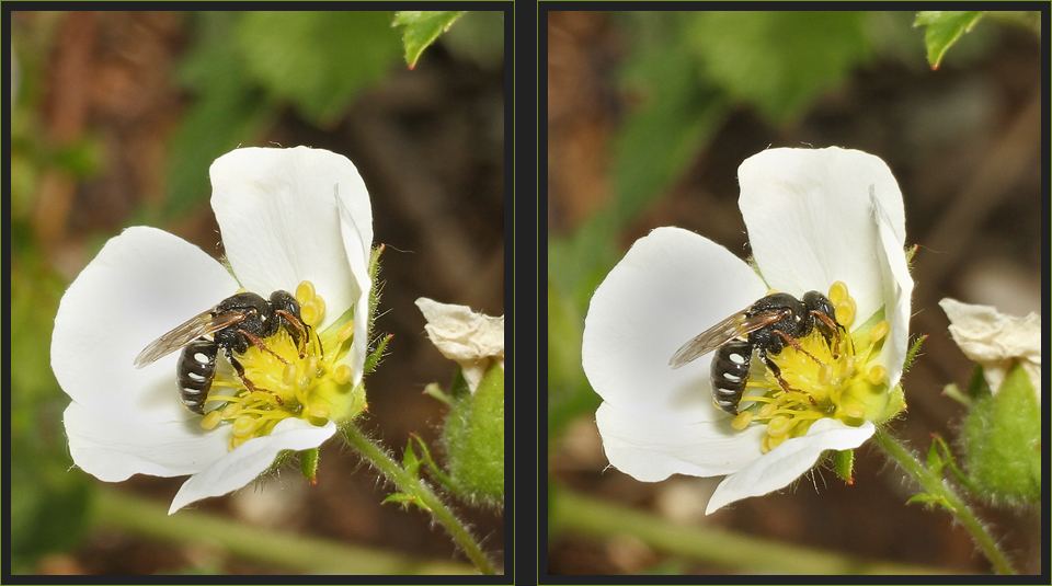 Fliegenspießwespe [3D]