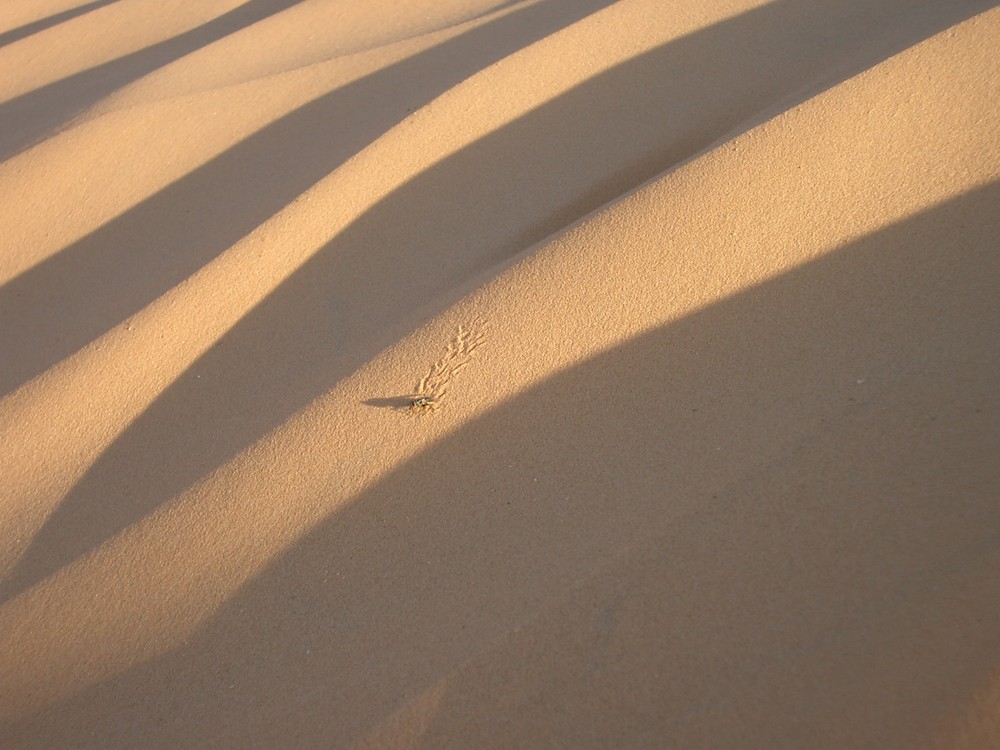 Fliegenspuren in der Sahara