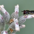 Fliegenstier, duftend