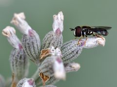 Fliegenstier, duftend