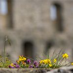 fliegensuchbild mit mauerblümchen