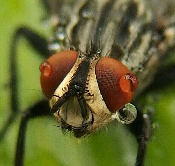 Fliegensuge mit Regentropfen 