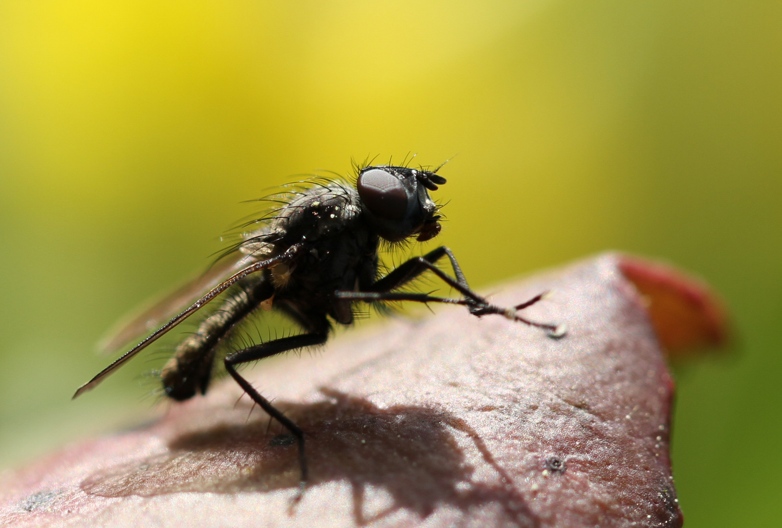 "Fliegentanz" auf einem Blatt :-)