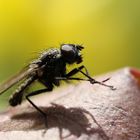 "Fliegentanz" auf einem Blatt :-)