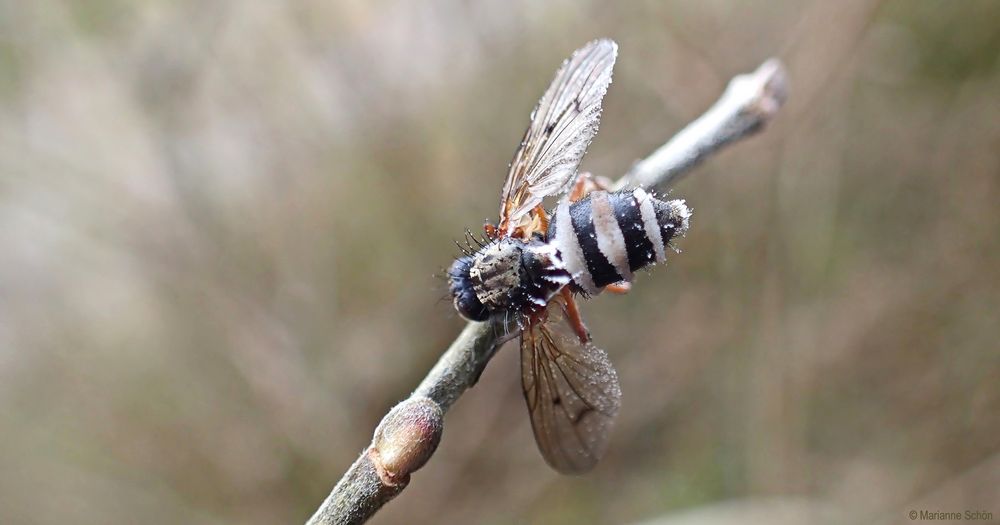 Fliegentod durch Fliegenpilz ...