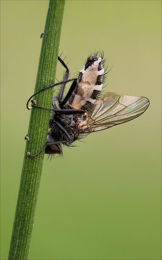 Fliegentöter (Entomophthora muscae)