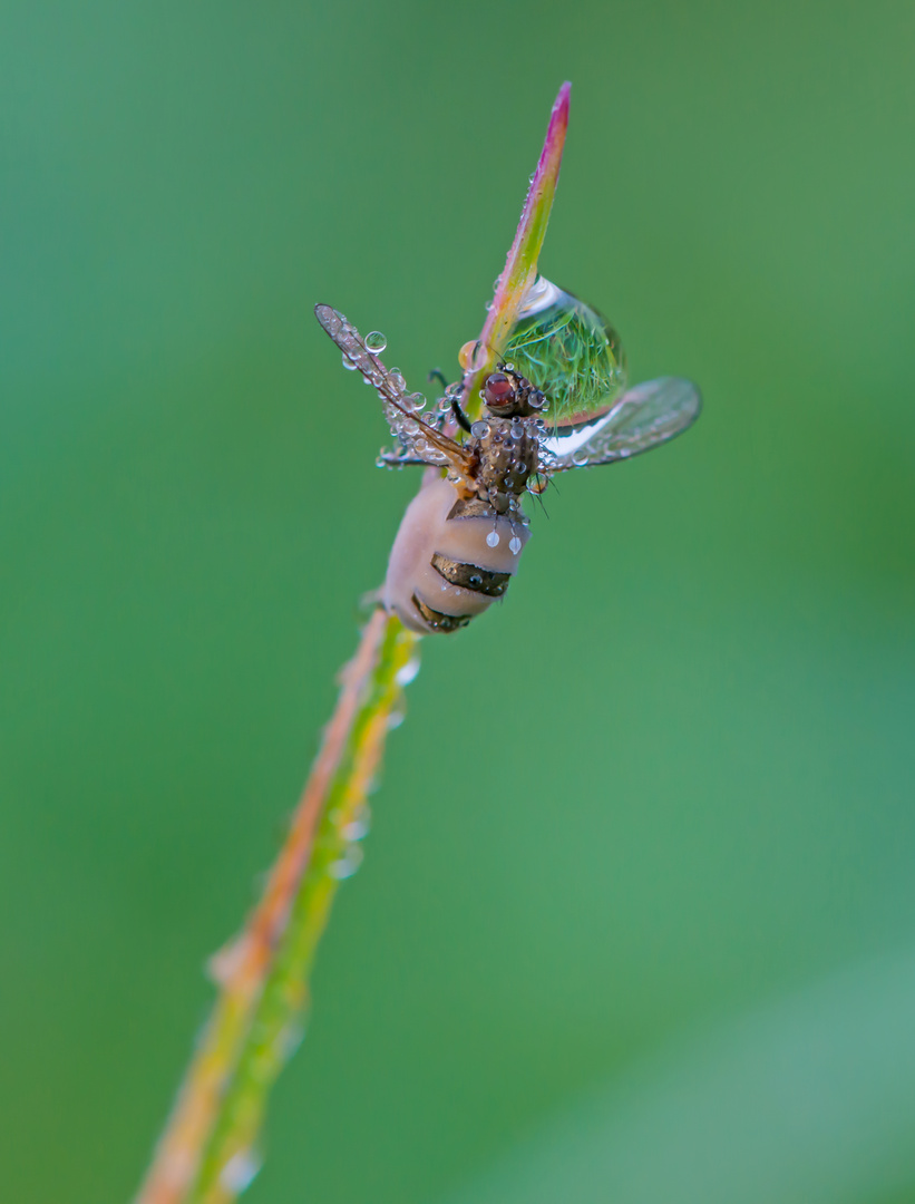 Fliegentöter (Entomophthora muscae)