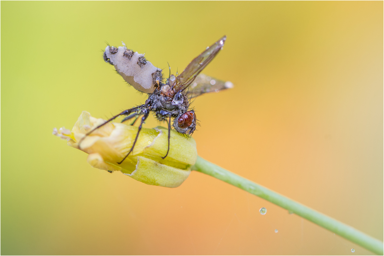 Fliegentöter (Entomophthora muscae)