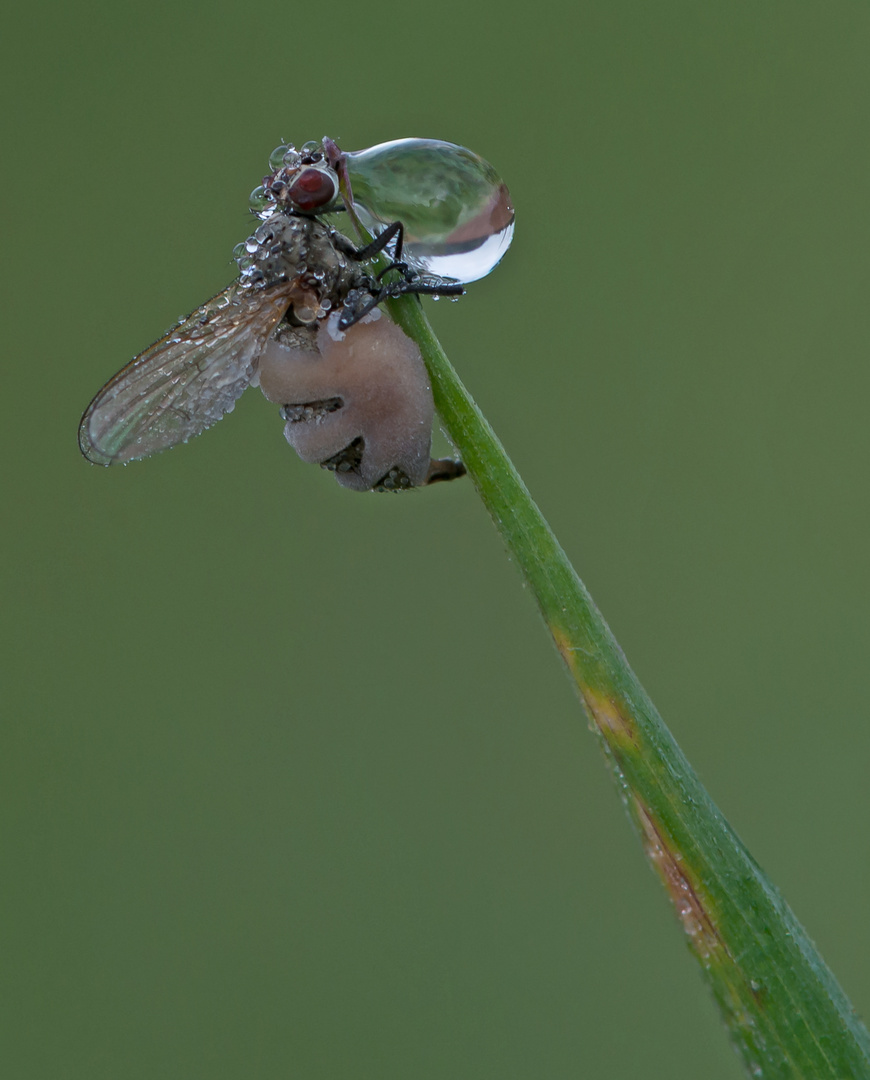 Fliegentöter