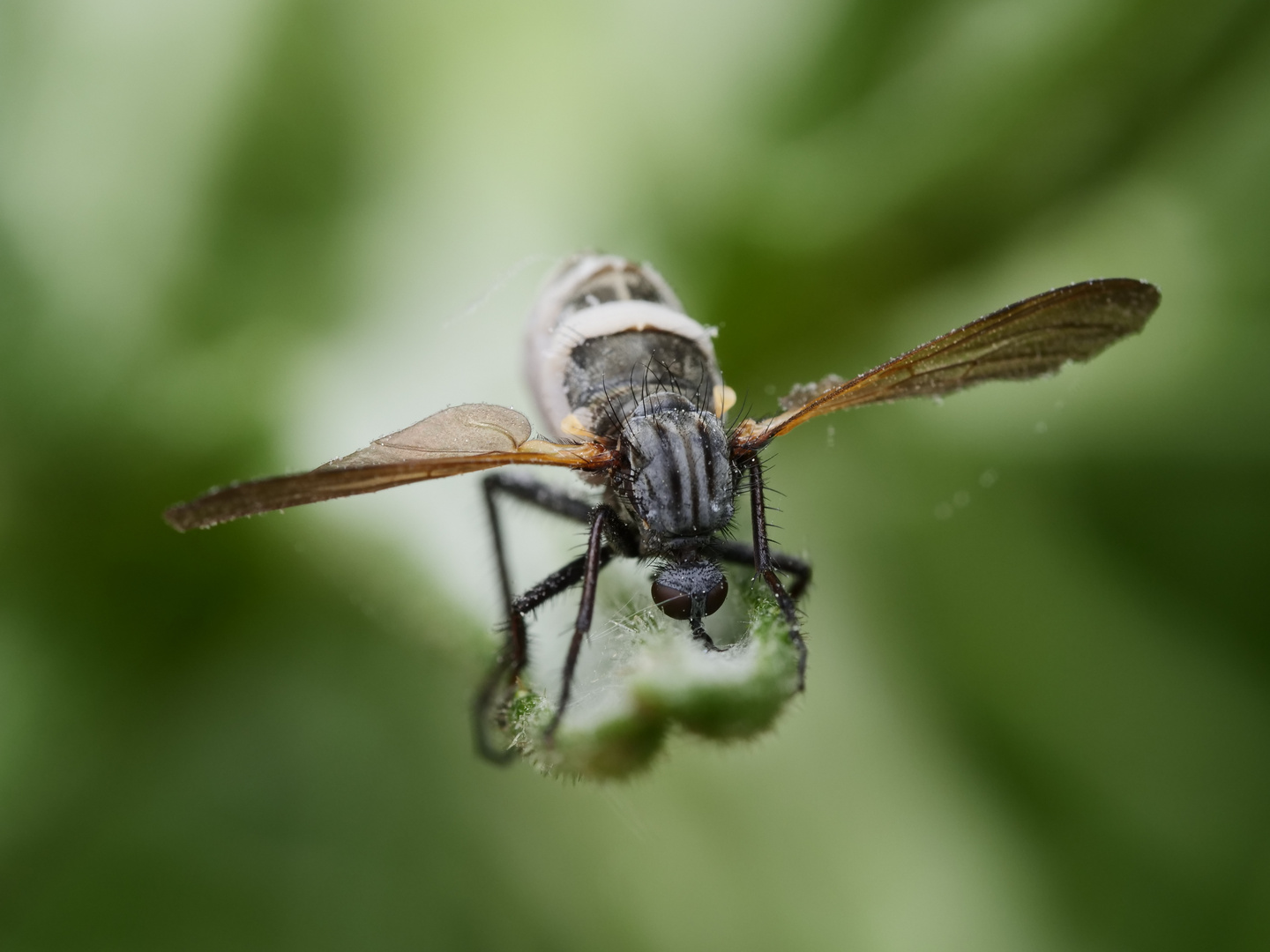 Fliegentöter Pilz