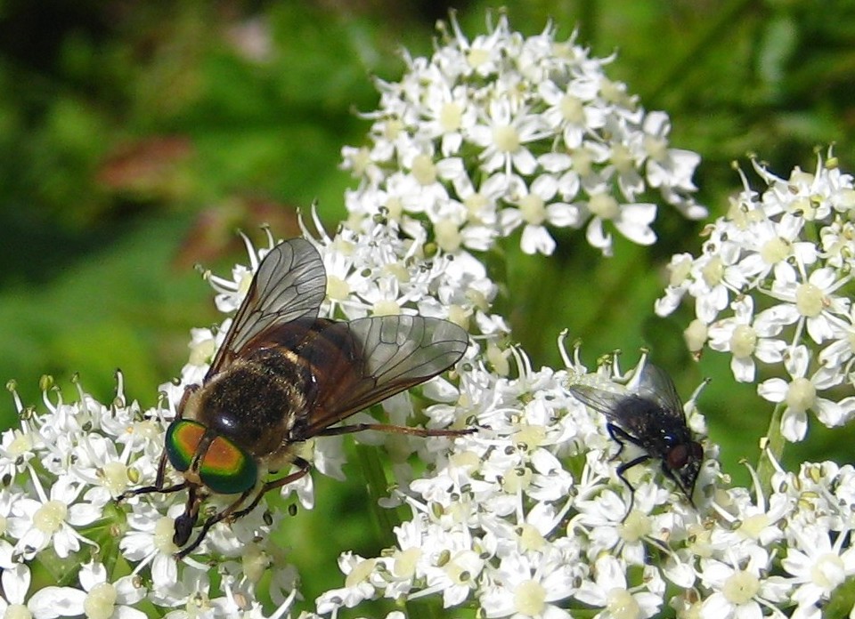 Fliegentreffen auf der Dolde...