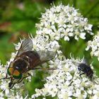 Fliegentreffen auf der Dolde...