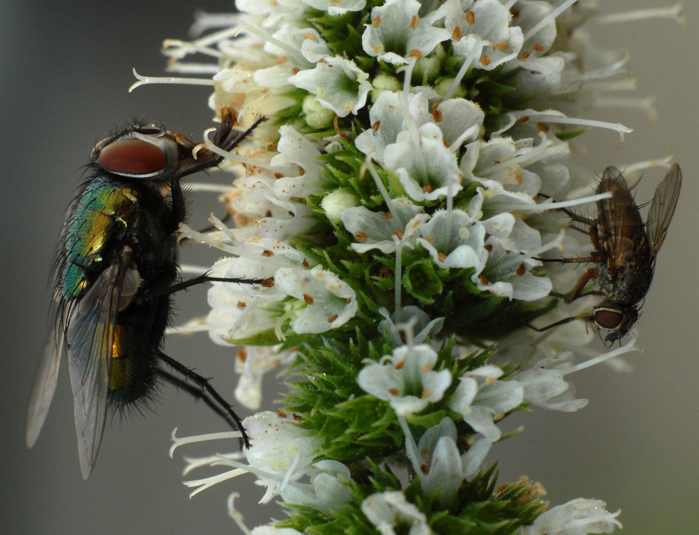 Fliegentreffen