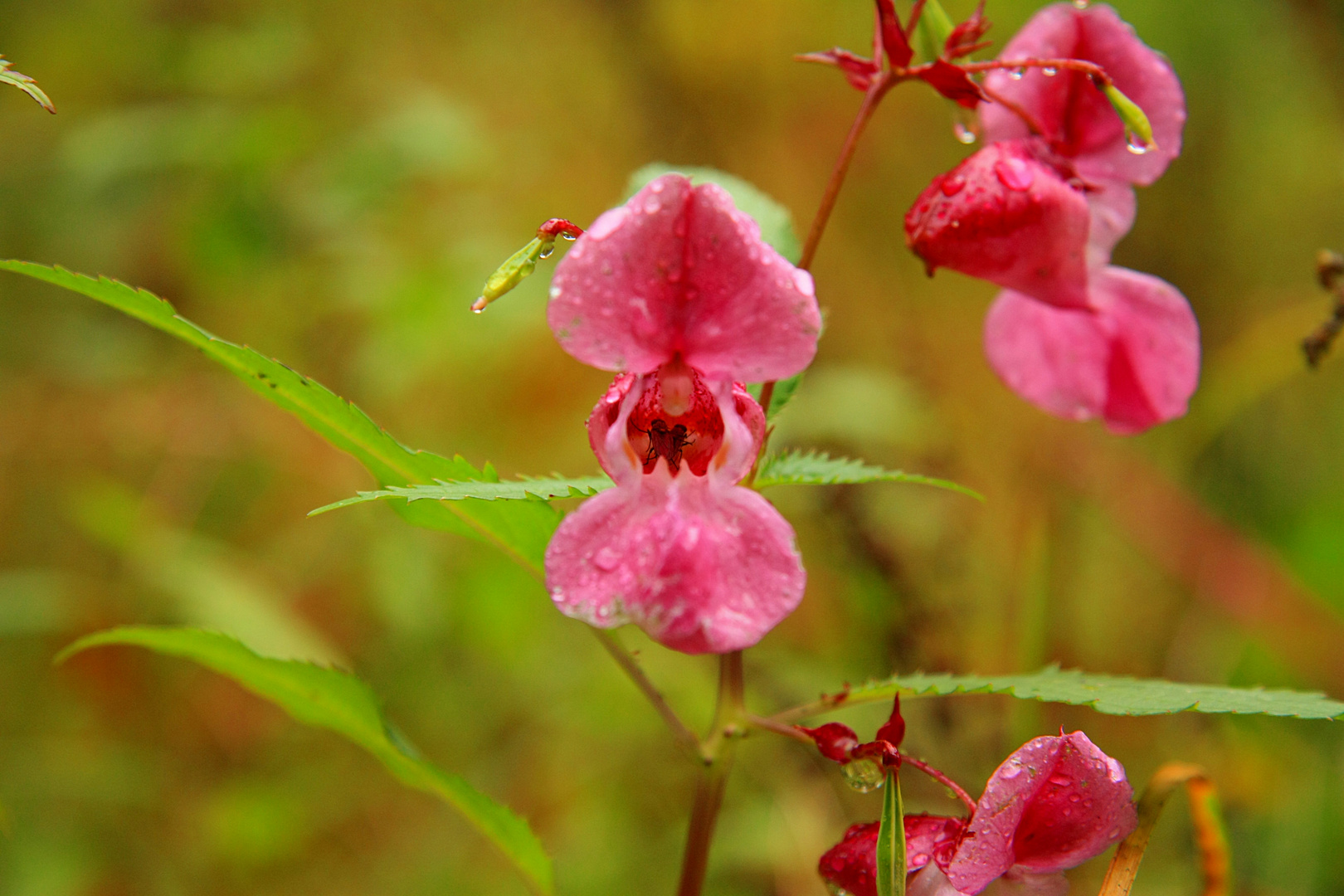 Fliegenversteck bei Regen