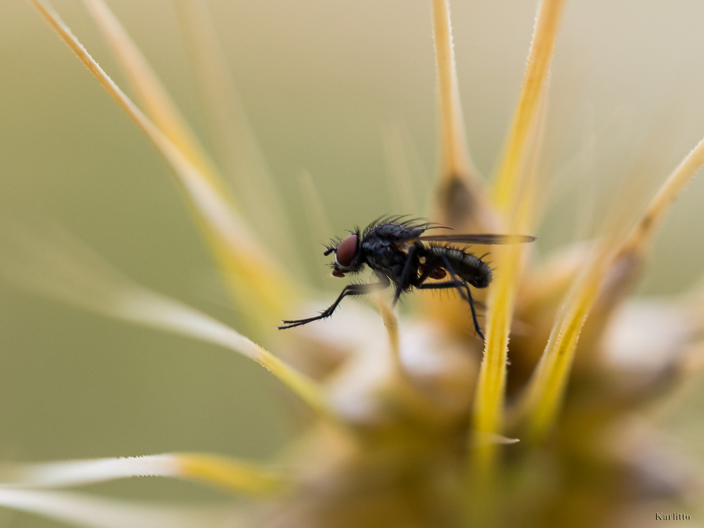 Fliegenwäsche