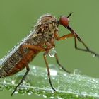 Fliegenwäsche - Wasser gibts frei Haus