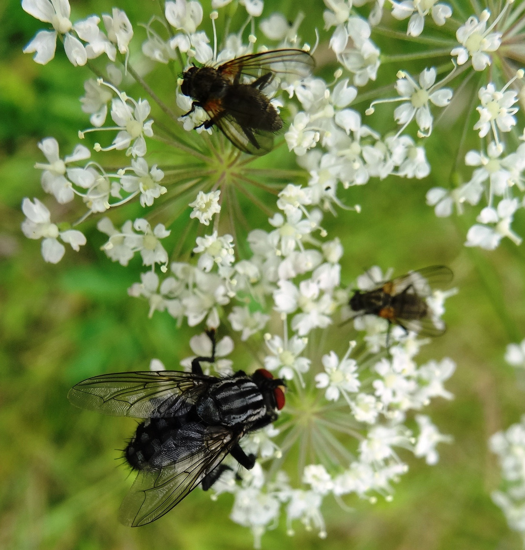 Fliegenweide