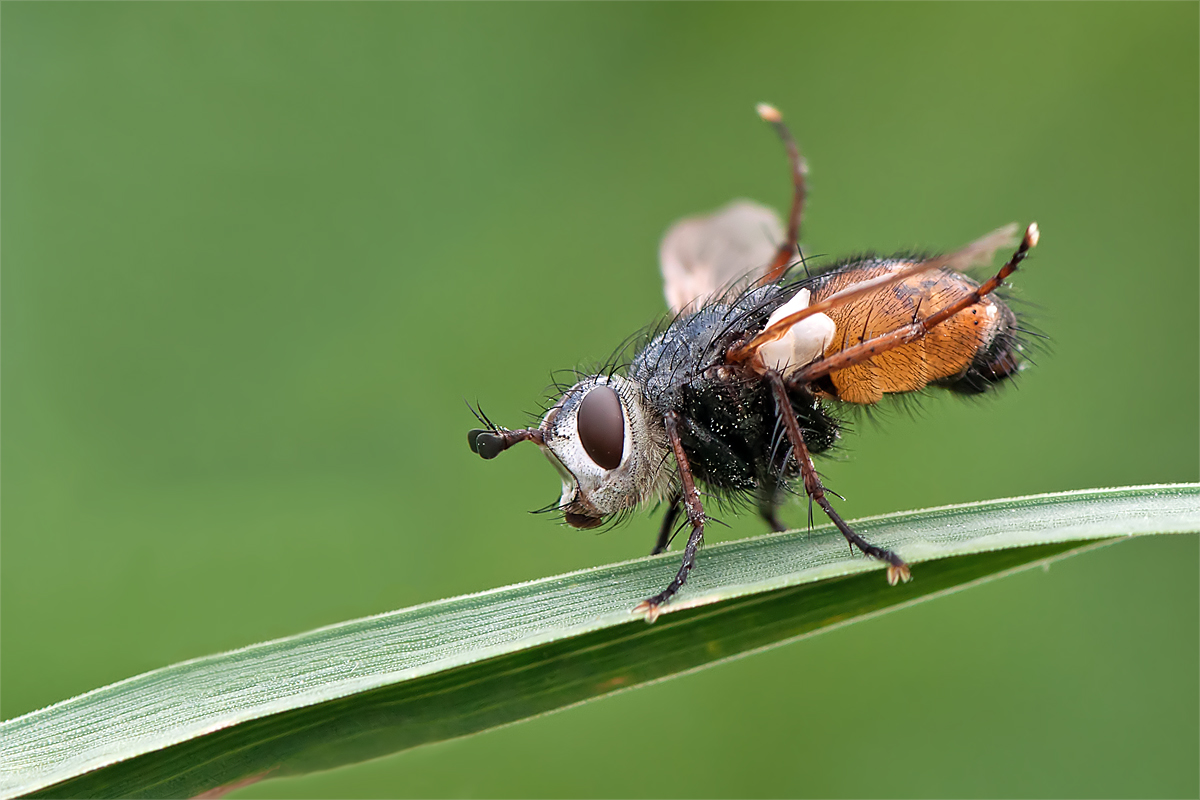 Fliegenyoga