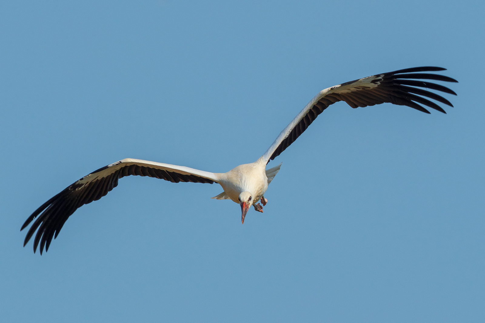 Flieger 1 Foto & Bild tiere, wildlife, wild lebende vögel Bilder auf
