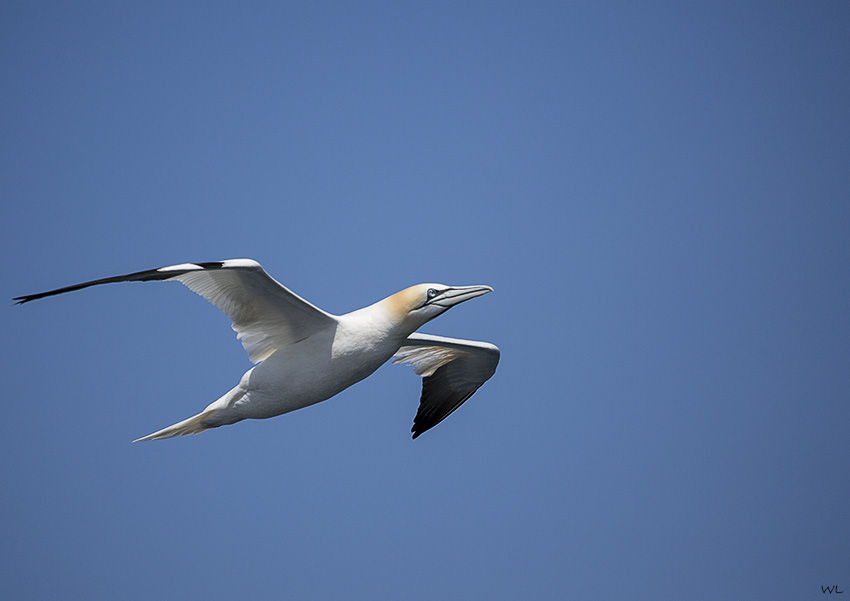 Flieger