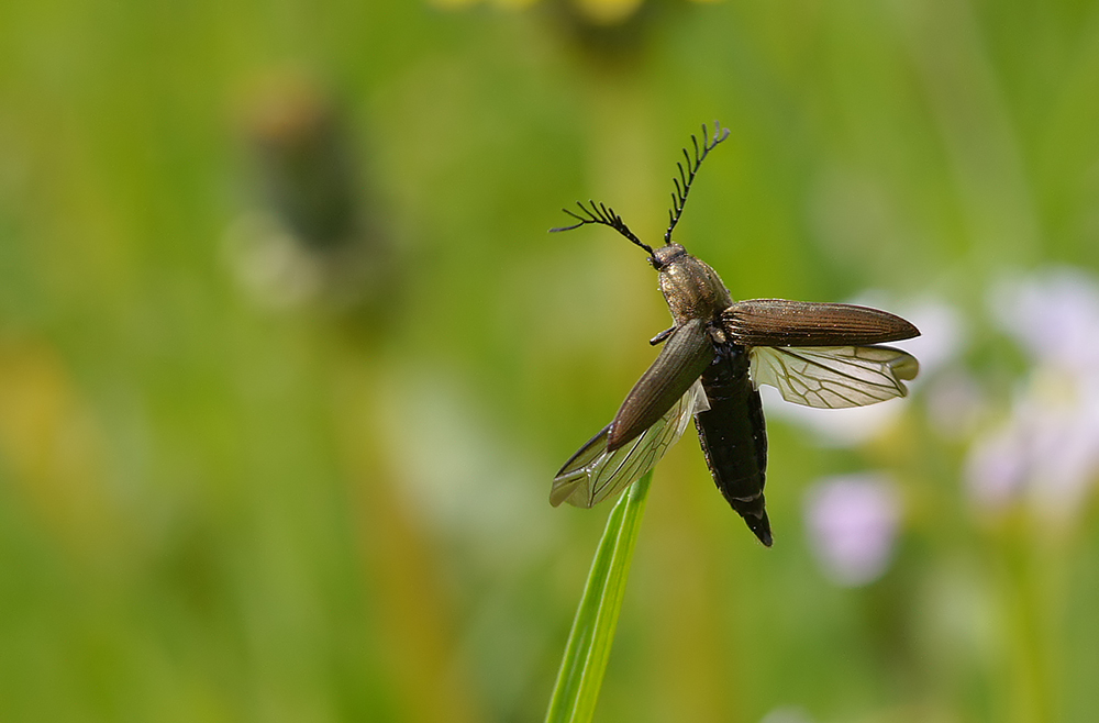 * Flieger.........*