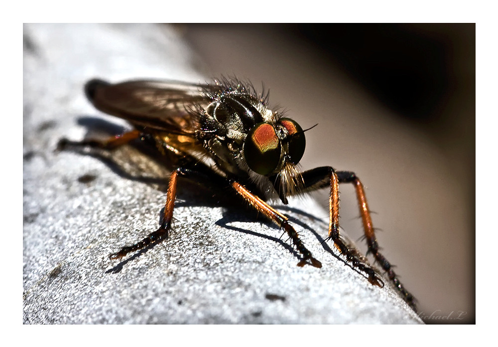 Flieger Foto & Bild | tiere, tierdetails, macro Bilder auf fotocommunity